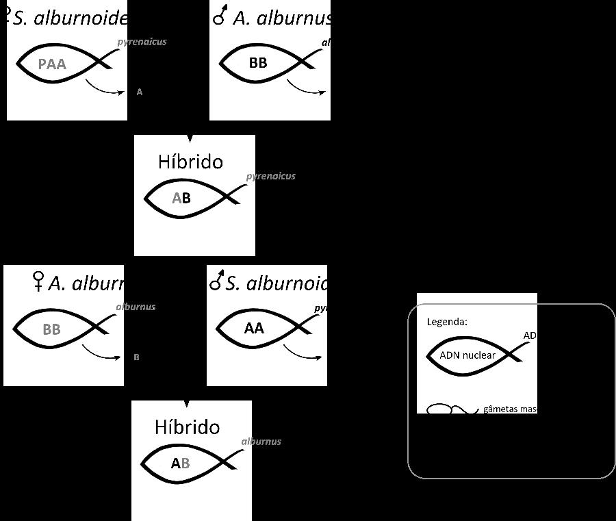 Figura 3.3. Representação esquemática da hibridação comprovada entre S. alburnoides e A. alburnus, com identificação dos genótipos mitocondriais e nucleares dos indivíduos.