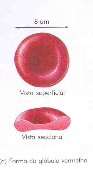 SISTEMA CIRCULATÓRIO Sangue Tecido conjuntivo líquido (fluido viscoso) ~ 8% do peso corporal: 5 a 6 litros nos homens 4 a 5