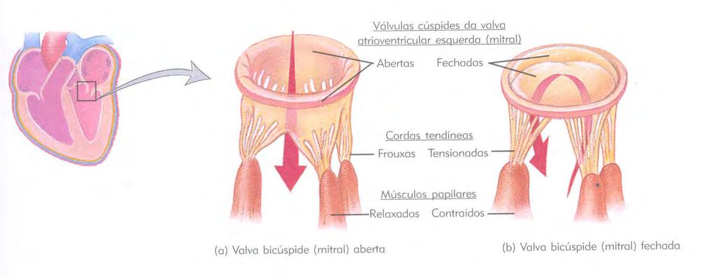 VALVAS CARDÍACAS ATRIOVENTRICULARES