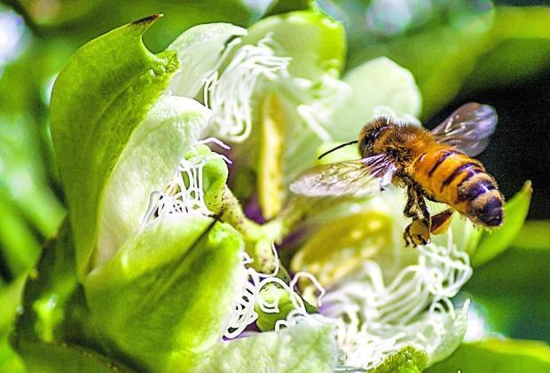 1- INTRDUÇÃ A própolis é uma mistura de substâncias resinosas, gomosas e balsâmicas coletadas pelas abelhas melíferas de brotos, flores e exsudatos de plantas (Figura 1), às quais as abelhas