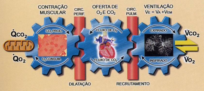 Economia e avaliações que incluem componentes de resistência de força máxima, potência durante o máximo consumo de ovigênio (vvo²máx) e máxima