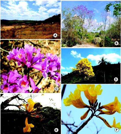 Figura 1 Espécies de Bignoniaceae registradas no semiárido paraibano, nordeste brasileiro e seus ambientes de ocorrência. A-B.