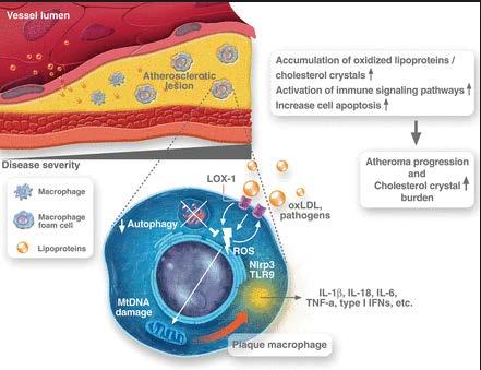 A Inflamação como Precursor da Hiperglicemia e da Aterosclerose