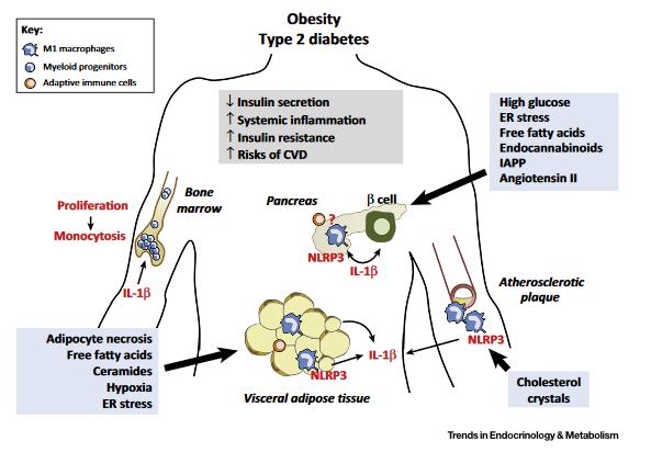 IL-1β Coordena a Resposta Inflamatório ao Stress