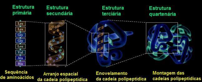 Proteínas são simples assim [EQB][MDS] Menores 50