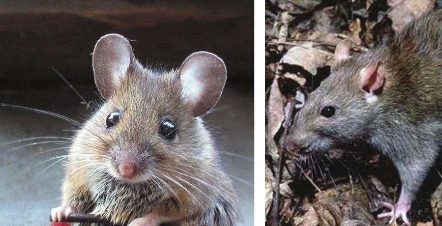 Figura 4: Duas espécies já descritas de mamíferos roedores. A espécie da esquerda tem nome comum camundongo e nome científico Apodemus sylvaticus.