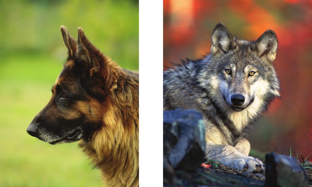 Os cachorros e lobos são membros da Família Canidae, que apresenta outras características diagnósticas também vantajosas, mas suas garras não são retráteis (veja Figura 9).