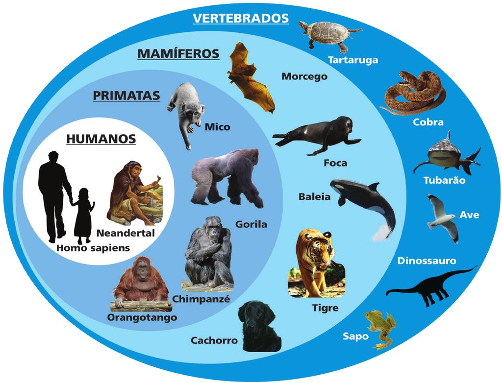 Seção 1 Taxonomia e a descrição de uma espécie Voltando ao exemplo dos mamíferos, que vimos há pouco, você percebe que as espécies também são alocadas em grupos maiores, compostos de muitas outras