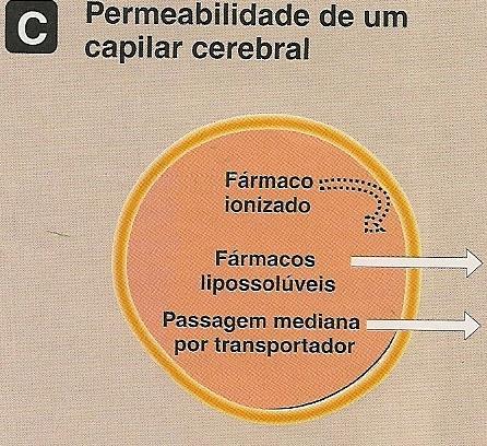 A mb basal é exposta a capilares descontínuos e grandes chamados de JUNÇÃO COM