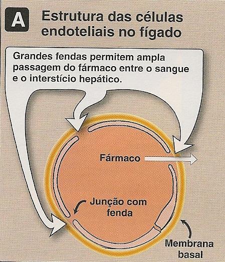 estrutura capilar é contínua e não existem fendas.