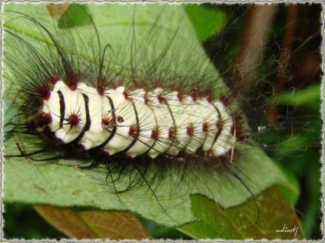 Família Megalopygidae (lagartas cabeludas ) - são geralmente