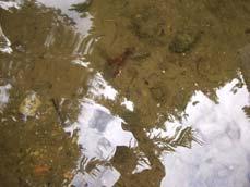 Da família dos mustelídeos, habita rios, lagoas, regatos e águas litorais.