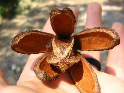 Importância dos frutos Proteção da semente (que protege o embrião)