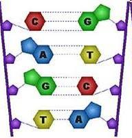 A ligação entre as bases das duas fitas é feita por ligações de hidrogênio.