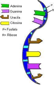 Estrutura do RNA Fita simples de polinucleotídeos. Pentose: sempre ribose. Bases: adenina, uracila, citosina e guanina.