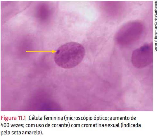 Na mulher e em outras fêmeas de mamíferos, existe uma grande massa heterocromática, chamada cromatina sexual ou corpúsculo de