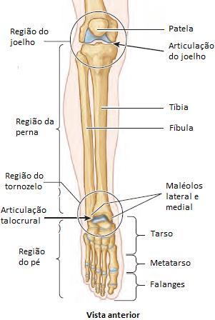 2.1.4 Estrutura óssea do pé Figura 2.3 - Regiões e ossos do membro inferior. (Adaptado [26]). A estrutura óssea do pé é constituída por 26 ossos (Figura 2.