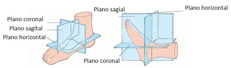 Os planos anatómicos podem ainda dividir o corpo todo ou apenas uma parte dele (Figura 2.