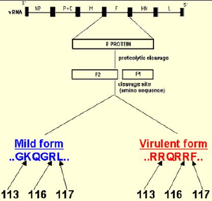 1. Etiologia Classificação dos Isolados de APMV-1 Glicoproteína F F: F1 e F2 ativação dependente de FURINA do complexo de golgi da célula do hospedeiro Permite