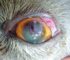 Foto 5: Aspecto ocular 21 dias pós-operatório.