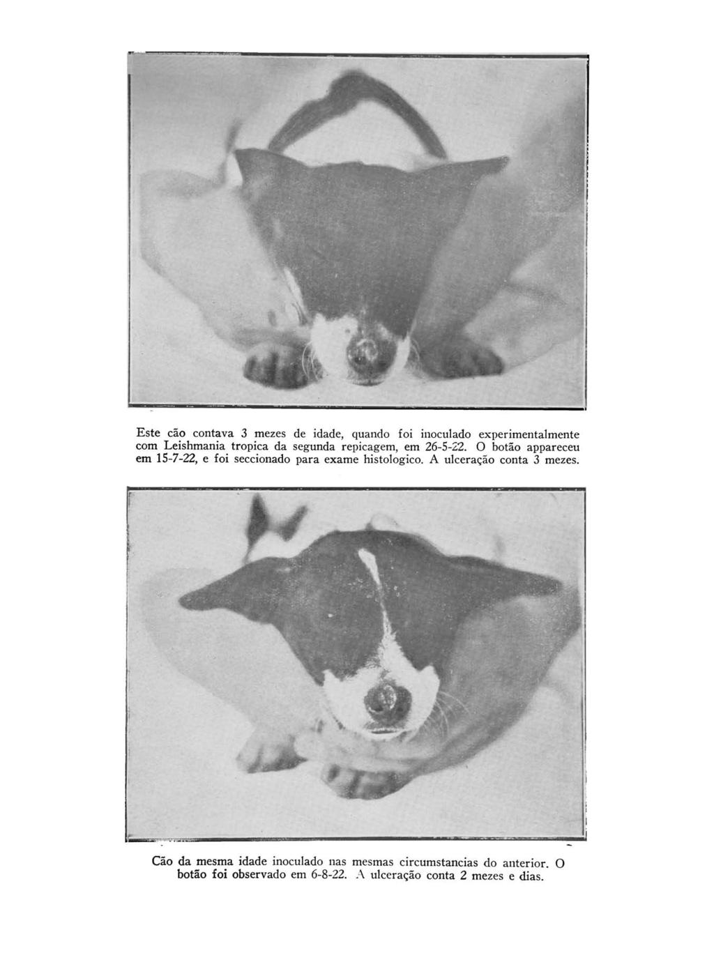 Este cão contava 3 mezes de idade, quando foi inoculado experimentalmente com Leishmania tropica da segunda repicagem, em 26-5-22.