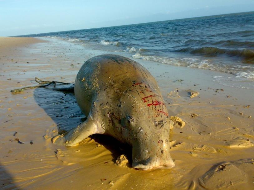 risco de extinção (dugongo, tartaruga marinha, manta raia, baleia,