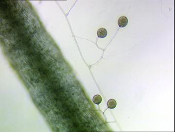 Glomeromicetos (Filo Glomeromycota) Grupo pequeno, com grande importância ecológica. Todas as espécies descritas formam endomicorrizas (ou micorrizas arbusculares).
