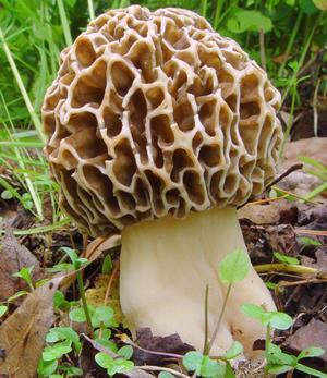 Ascomicetos (Filo Ascomycota) Bolores verde-azulados, vermelhos e escuros que estragam os alimentos. Leveduras e os fungos comestíveis, como as trufas e morchelas. Hifas septadas.