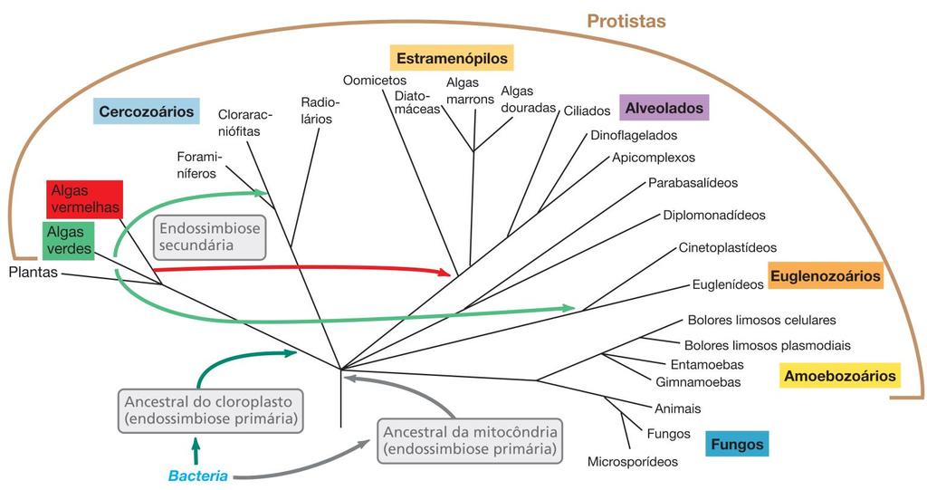 Árvore filogenética de Eukaria