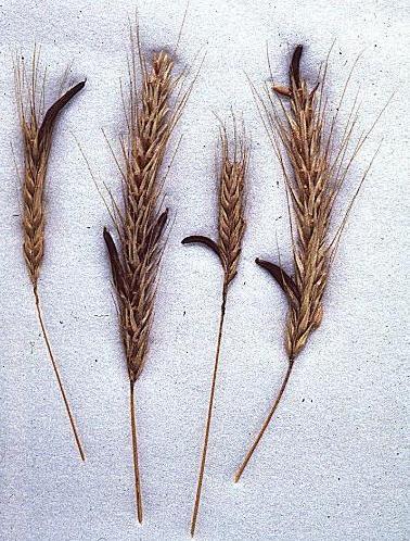 o Toxina de Fusarium, fungo que cresce em grãos, como trigo e arroz.