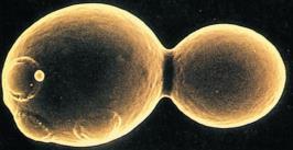 Filogenia de fungos. Árvore baseada no rrna 18S, retratando as relações entre os principais grupos (filos) de fungos (Madigan et al., 2010).