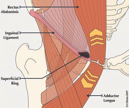 Sínfise Púbica - Anatomia Aponeurose