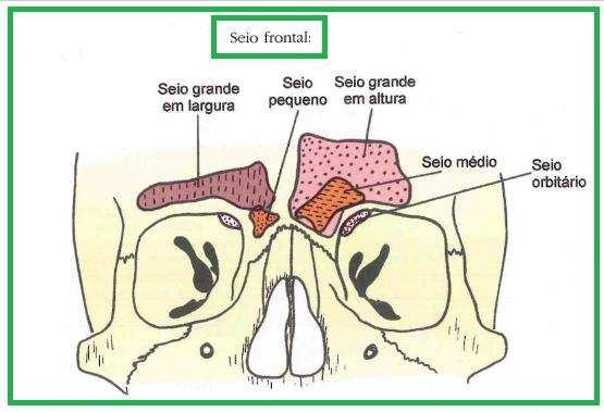 relacionados aos seios paranasais (seios maxilar, etmoidal, esfenoidal e frontal). Vamos aproveitar essa questão e aprender um pouco mais sobre os seios paranasais.