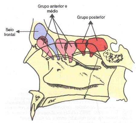 As células anteriores e médias drenam no meato médio da cavidade nasal e as posteriores no meato superior.