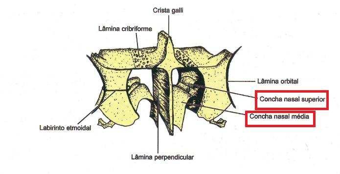 A parede lateral da cavidade nasal é a mais complexa.