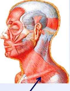 (repugnância) Orbicular do olho Crista lacrimal Ligamento