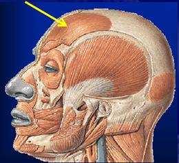 Occipitofrontal Gálea aponeurótica Pele do Franzir da testa