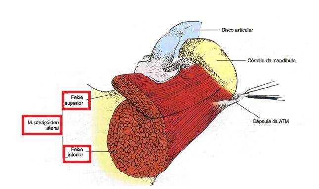 31. (Cirurgião-Dentista Bucomaxilofacial CONSUPLAN - 2006) O principal músculo responsável pela protrusão da mandíbula é o: A- Masseter B- Temporal profundo C- Pterigóideo medial D- Pterigóideo