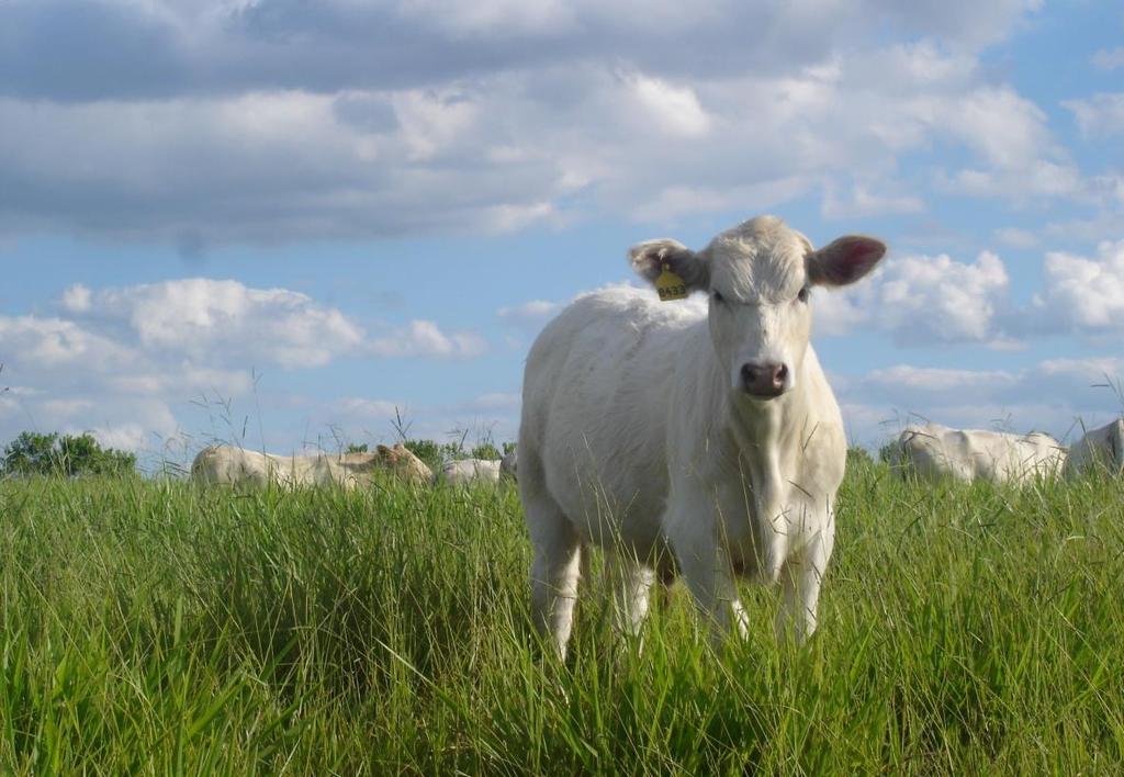 Toda emissão de GEE e amônia ocorridas nos sistemas de produção agropecuários representam perdas na ciclagem de