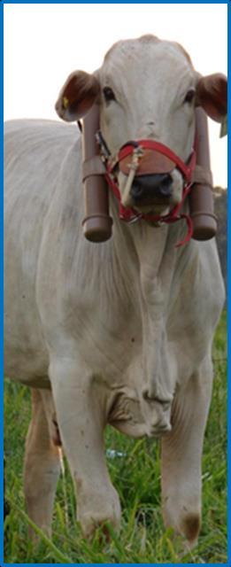 Emissão annual de metano entérico em sistemas de produção de bovinos de corte em pastagens tropicais. Item Treatments IHS DHS DMS DP Means±DP P CH 4 /ha.year (kg) 495.25 a 328.80 b 250.98 b 108.