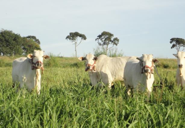 BALANÇO DE CARBONO manejo adequado dos solos degradados - reforma ou