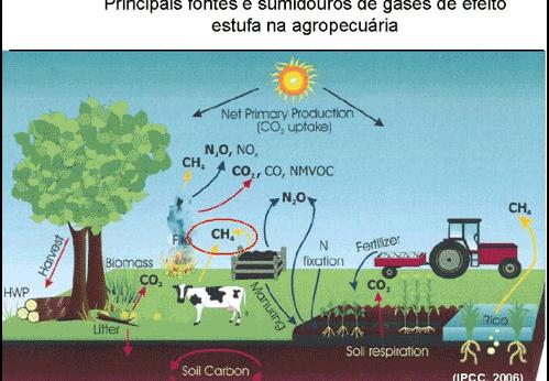 Quais as emissões e remoções antrópicas do setor agropecuário? Principais fontes e sumidouros de gases de efeito estufa na agropecuária.