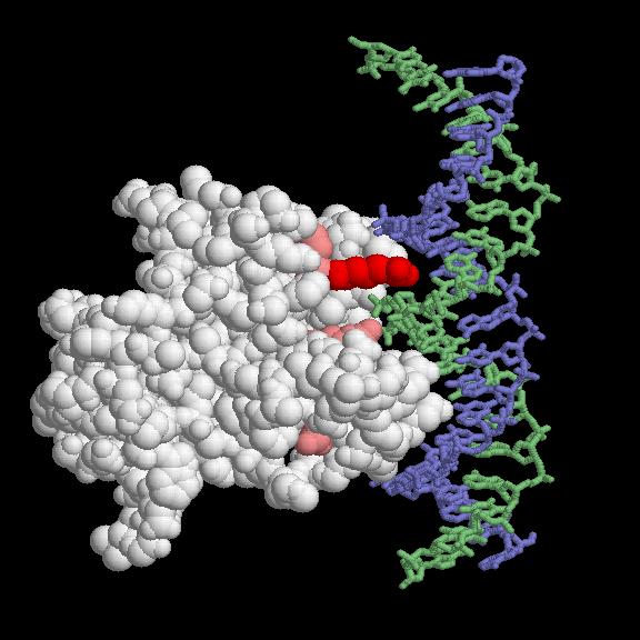 Supressor de Tumor p53 A maioria das mutações na p53 associadas com câncer ocorrem no domínio de ligação de DNA (DNA-binding domain) (Vogelstein et al., 2000).