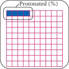 A percentagem de protonação é dada por [ BH + ] Nesse caso, [B] inicial 100 [B] inicial = [CH 3 NH 2 ] inicial = 0, 20 Logo,