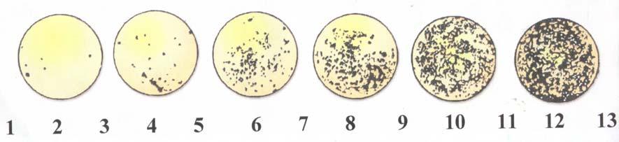 30 Figura 4. Escala diagramática para avaliação da severidade da mancha preta (Guignardia citricarpa) 