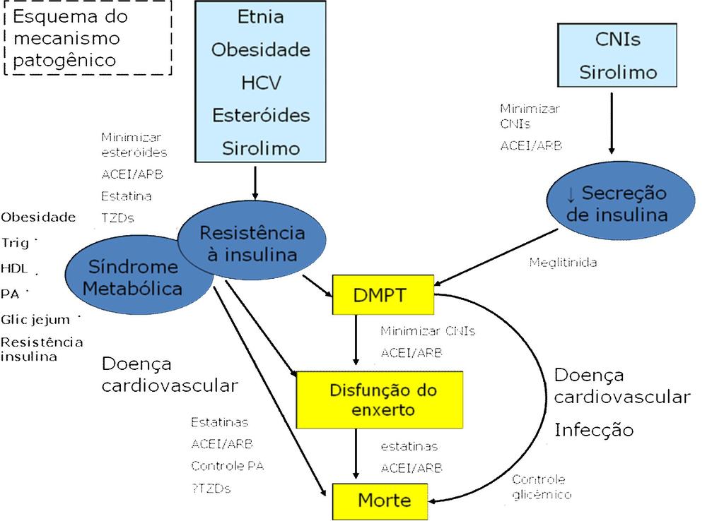 22 3.8. Mecanismo patogênico do DMPT A figura 2, adaptada de Crutchlow e Bloom (2007), ilustra o mecanismo patogênico do DMPT.