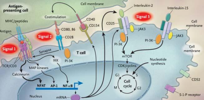 MECANISMO DE AÇÃO - Inibem o sinal 1 de ativação do línfócito T. - TAC: 10-100 vezes mais potente do que a CSA.