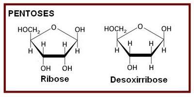 ESTRUTURA DO RNA Ribonucleotídeos (4 tipos): pentose (ribose); grupo fosfato; base