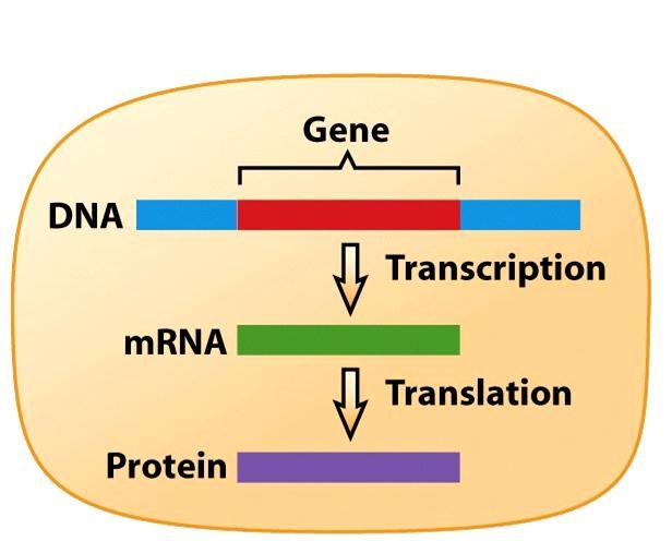 GENOMA: material genético de um organismo Célula de Procarioto Célula