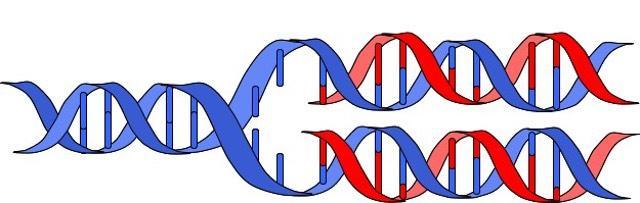 REPLICAÇÃO DO DNA O DNA replica-se por um mecanismo semiconservativo: a medida que os dois filamentos complementares de uma dupla hélice parental se desenrolam e se separam, cada um serve como um